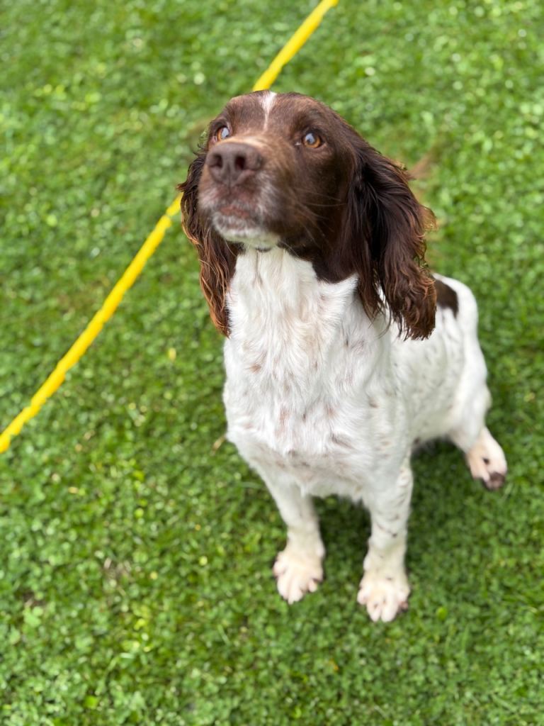 Springer spaniel puppies