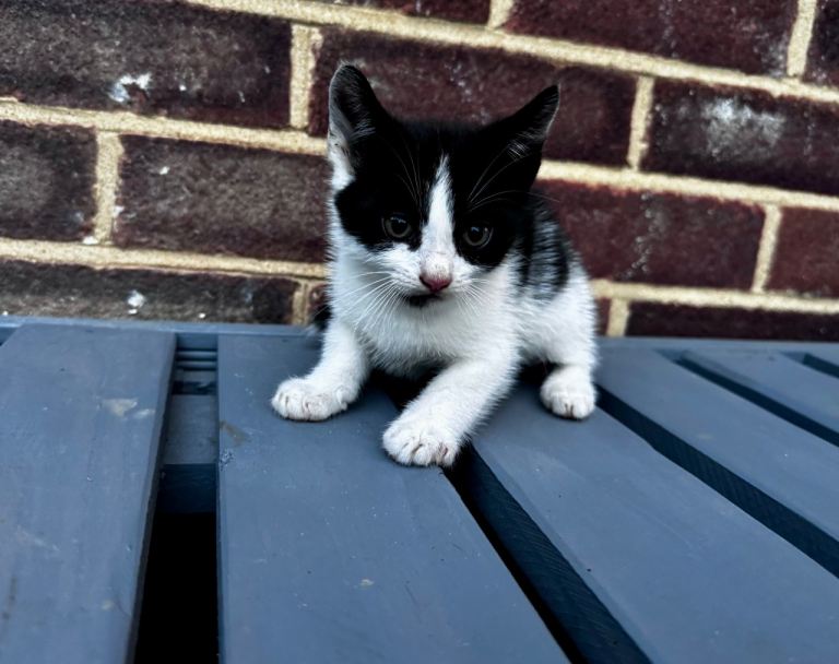 Kittens