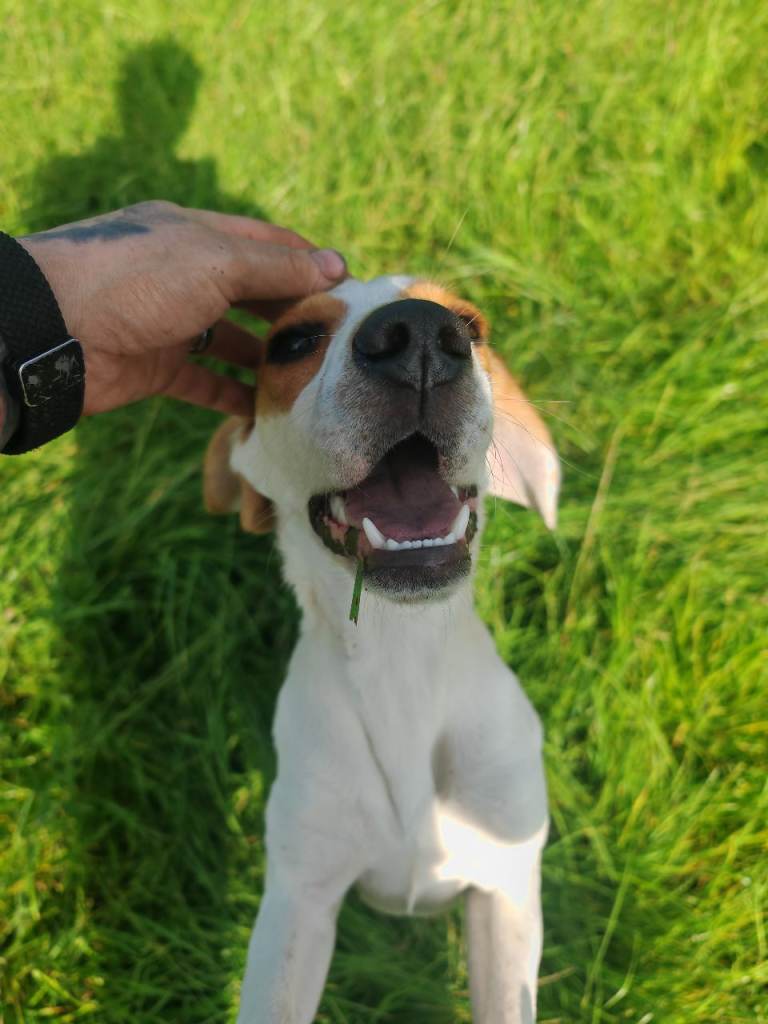 Beagle