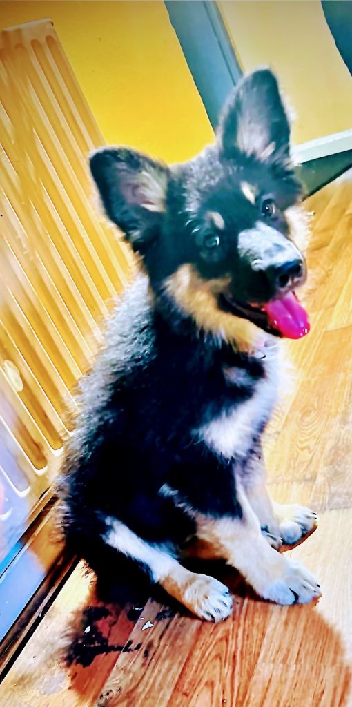 Stunning German Shepherd Puppy For Sale – Health Tested & Loving Home Sought