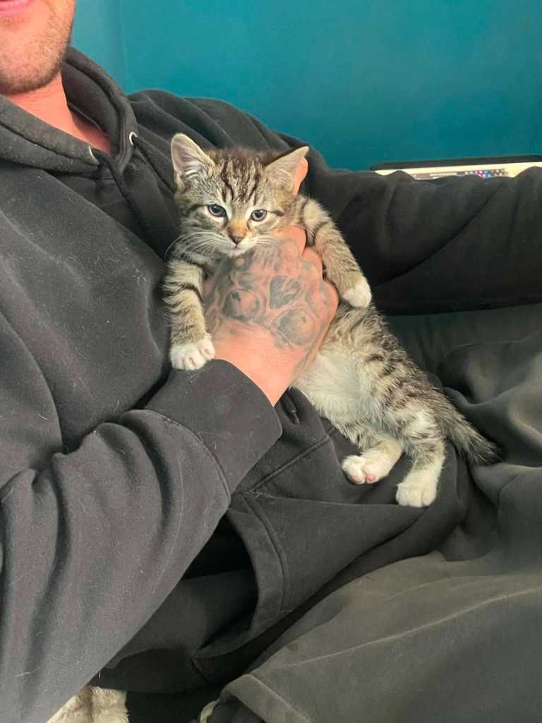 kittens 