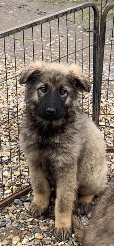 German shepherd x caucasian shepherd puppies