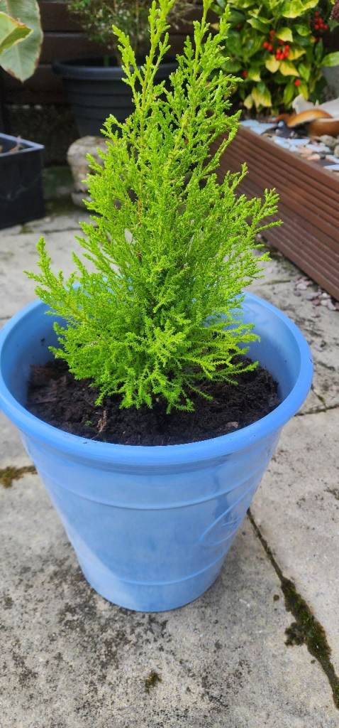 Tree Pines,conifer( cypresses) garden 