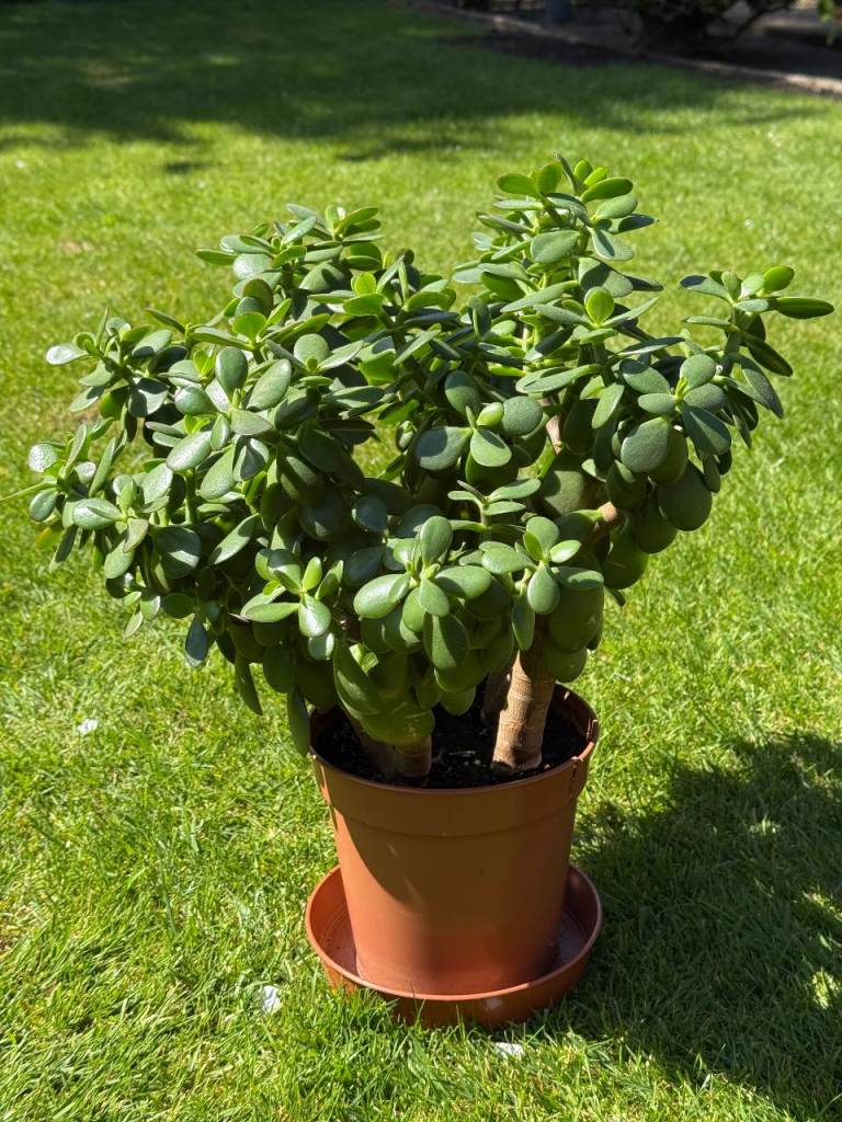 Mature Jade Plant (Money Plant) – Large and Healthy