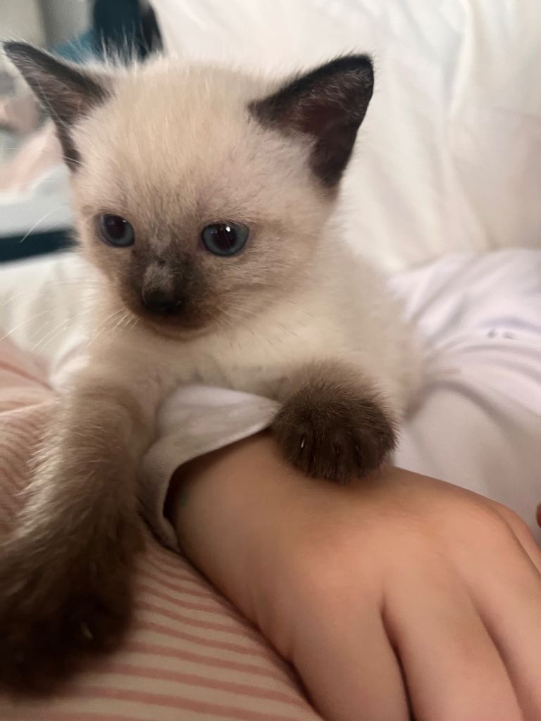 Ragdoll Kittens ready soon 8 weeks old