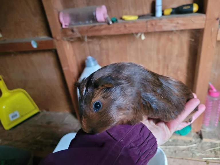Baby Guineapig’s 