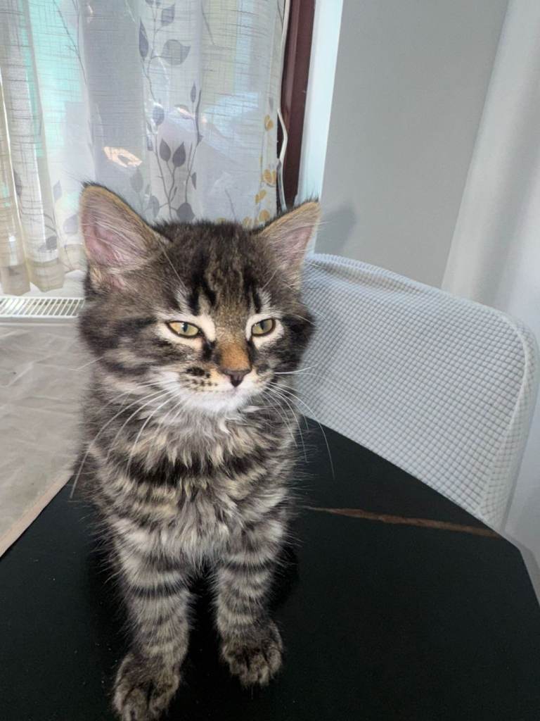 Kitten for sale 