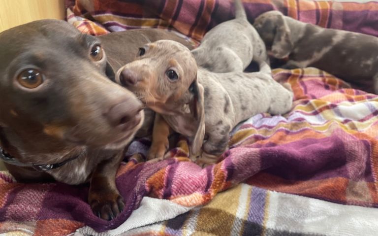 Dachshund 
