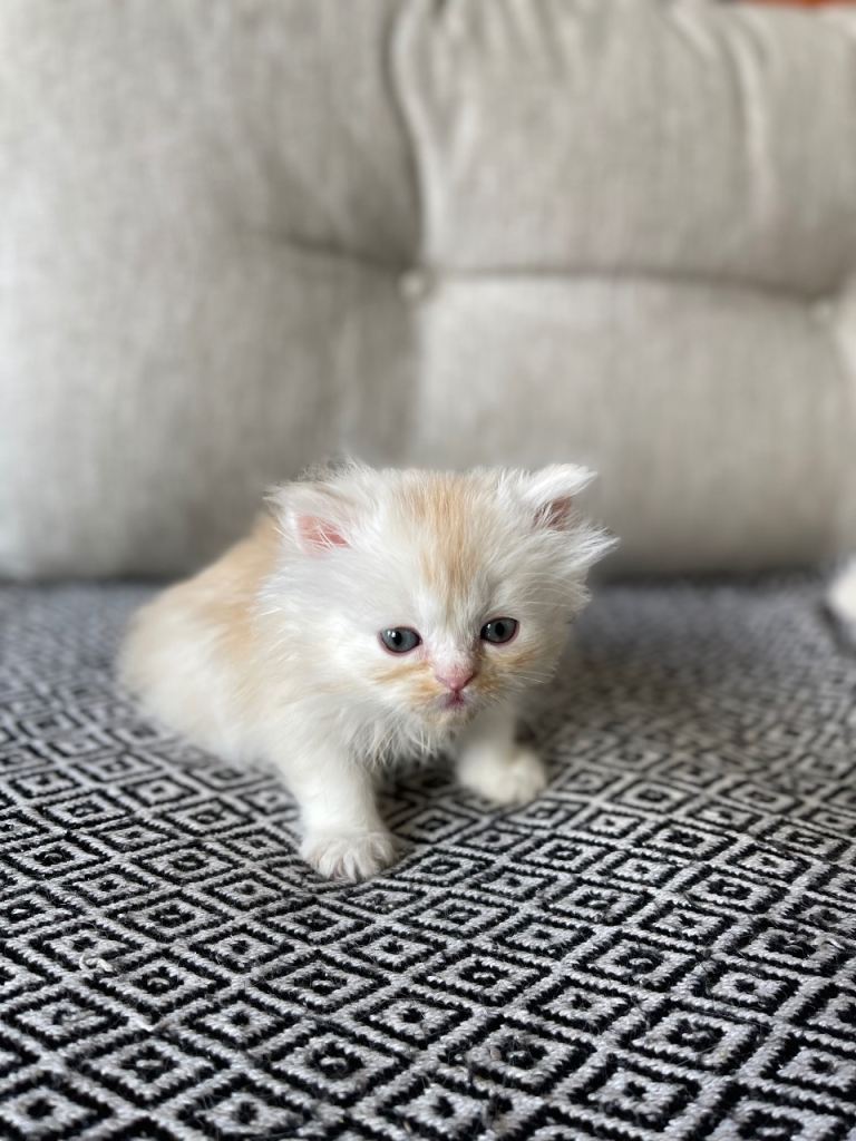 Adorable Persian Chinchilla kitten