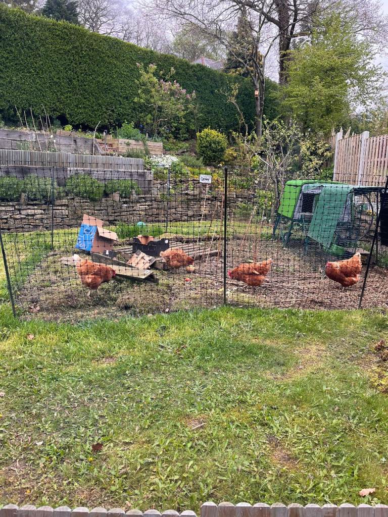 Omlet Eglu Up chicken coop + extras