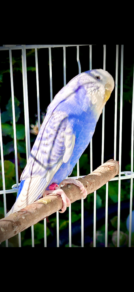 Various coloured budgies 