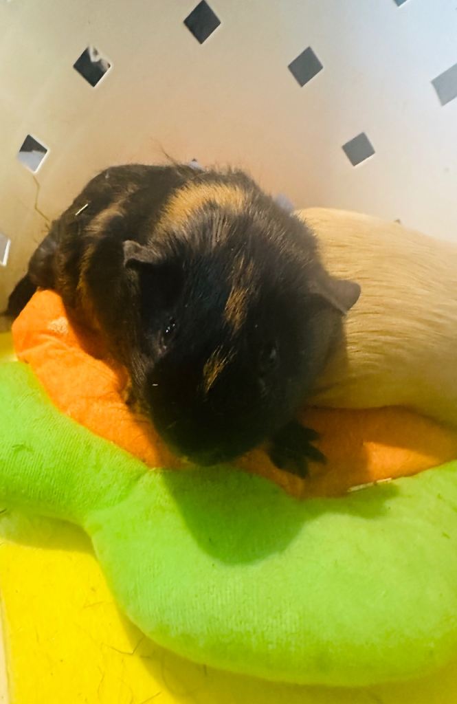 Two Male Guinea Pigs Looking for a New Home