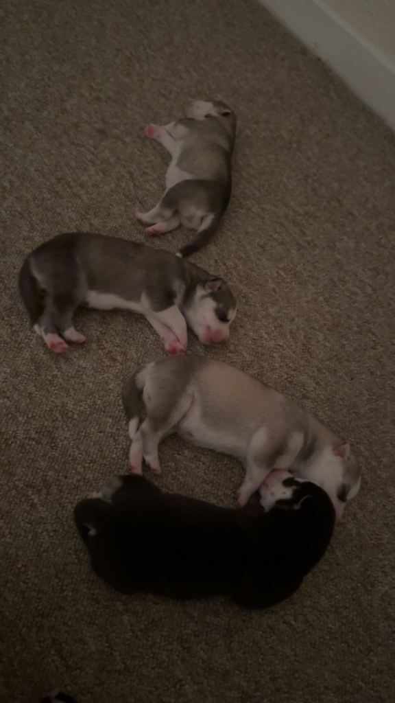 Husky puppies