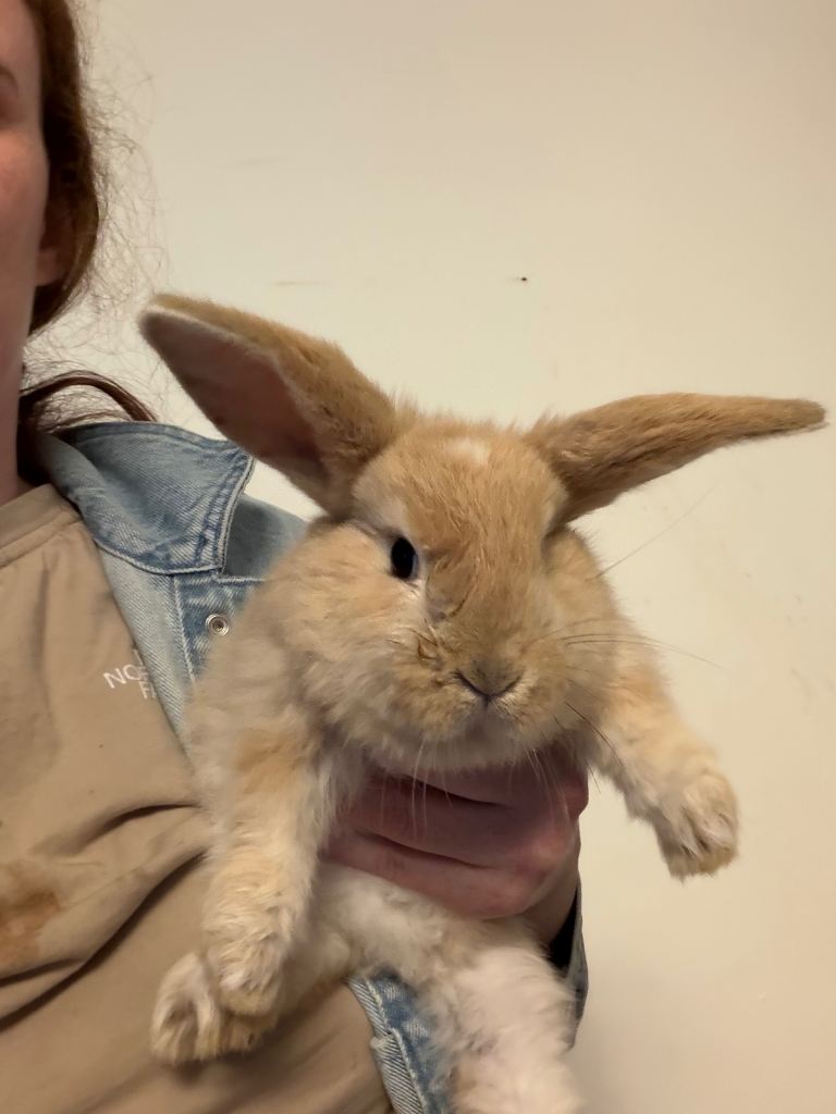 Last boy giant bunny 