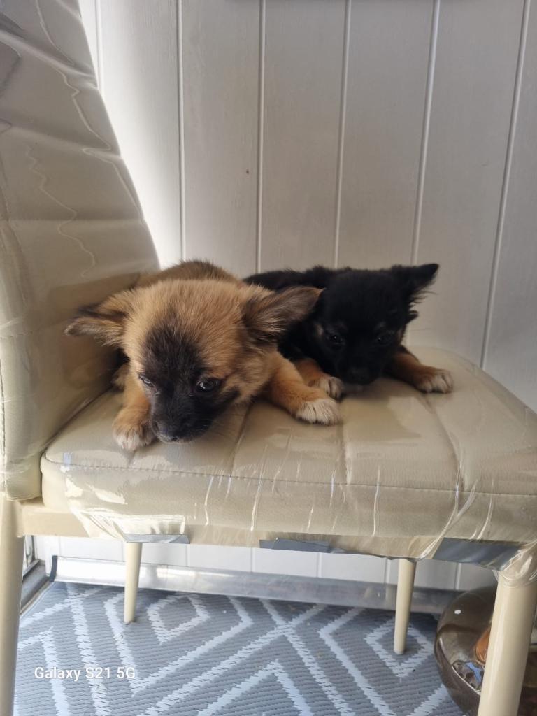 Fur babies looking forever homes 