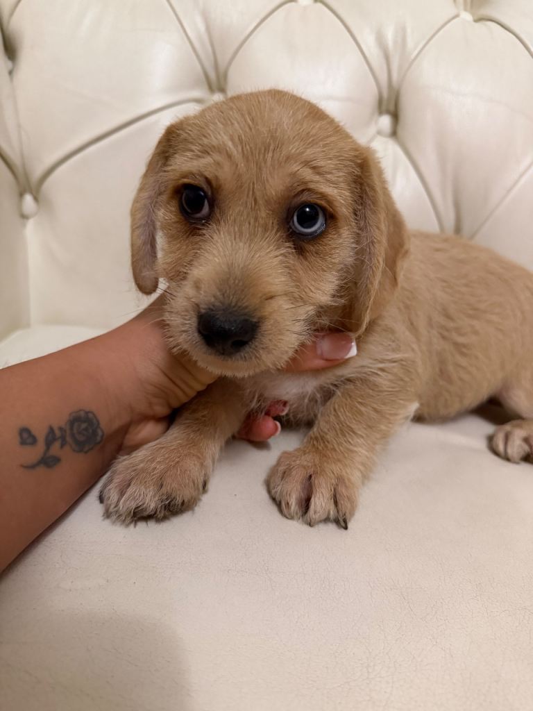 Male Dachshund x Jack Russell Puppy