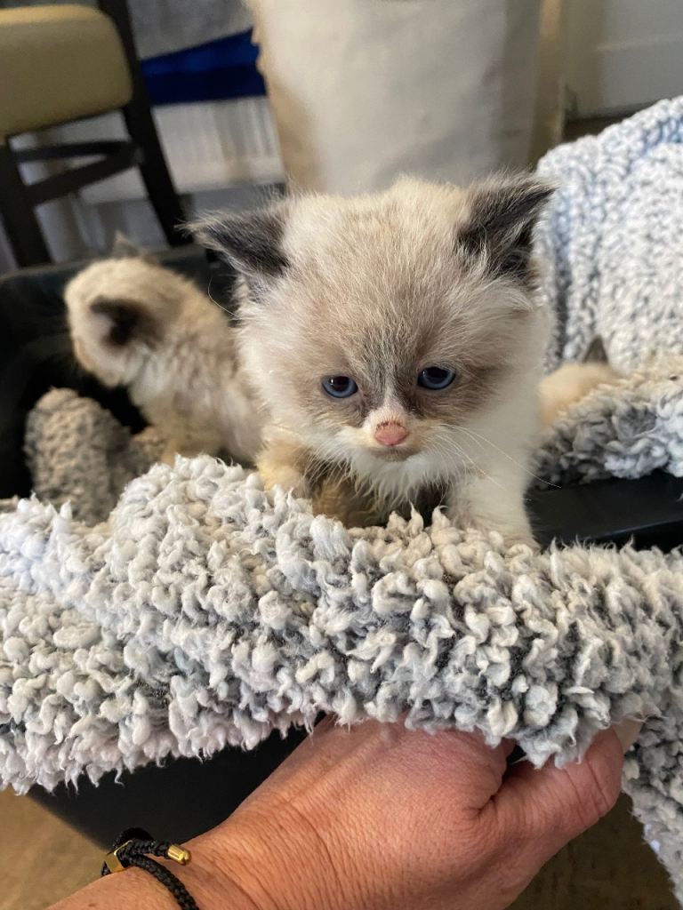 Ragdoll kittens