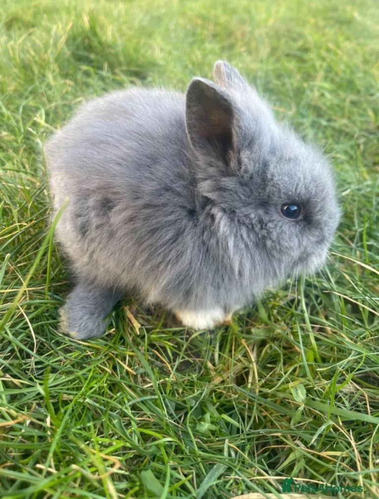 Adorable Lionhead Bunnies