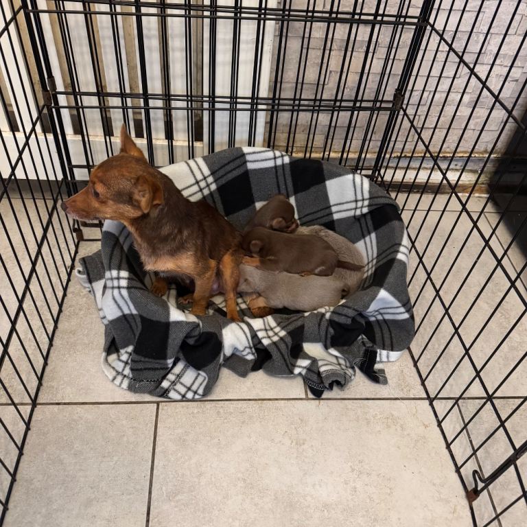Stunning miniature Jack Russell puppies 
