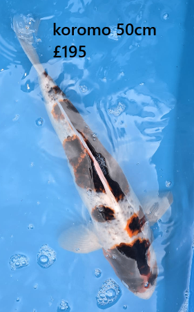 Japanese koi