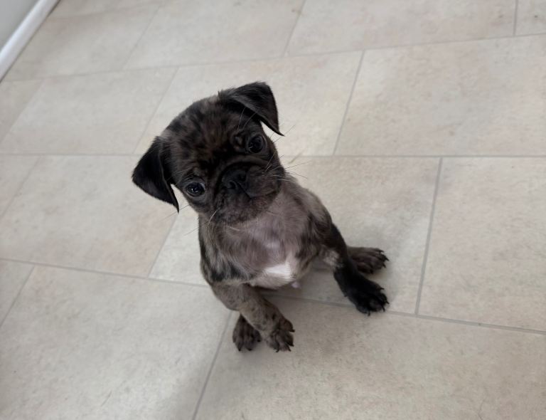 Merle pug puppy 