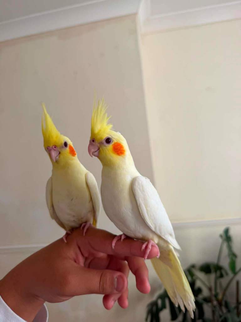 Baby cockatiels and budgies 
