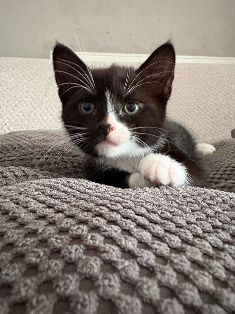 Main coon X British shorthair kittens 