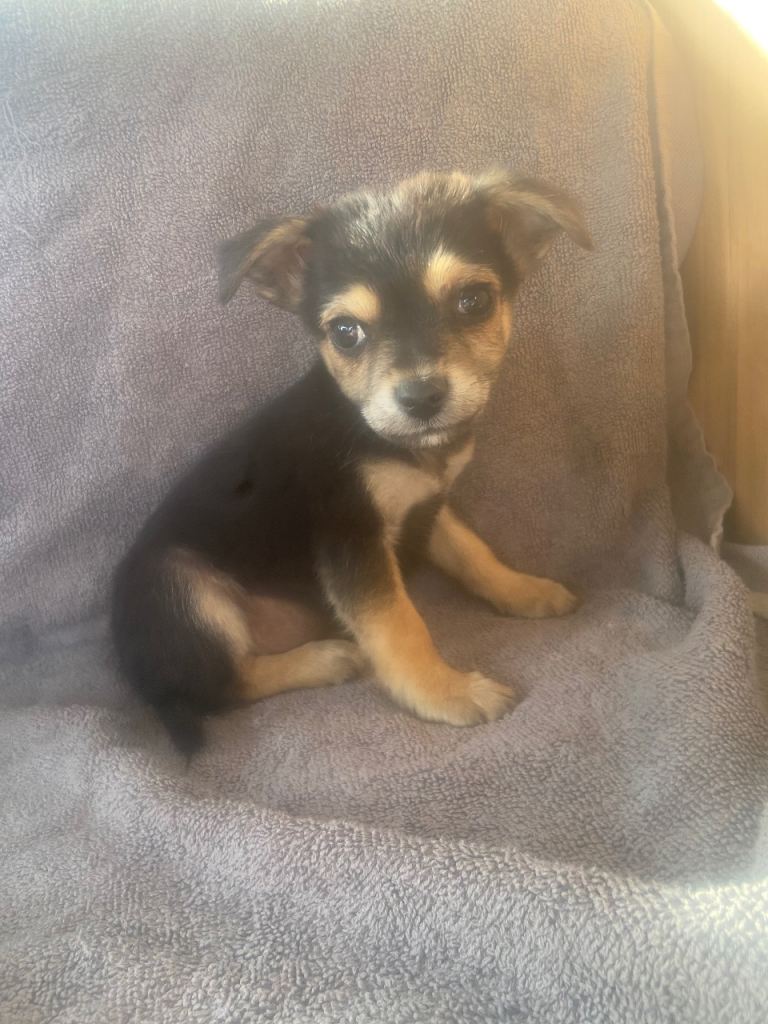 Mixed breed dogs 