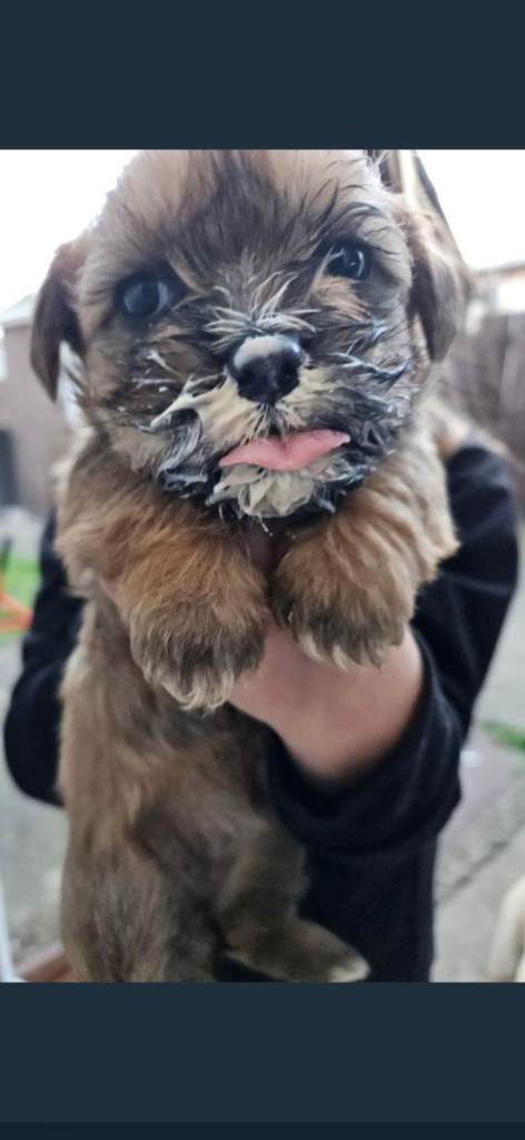 Cocker spaniel cross Lhapat (lhasa apso cross patterdale)