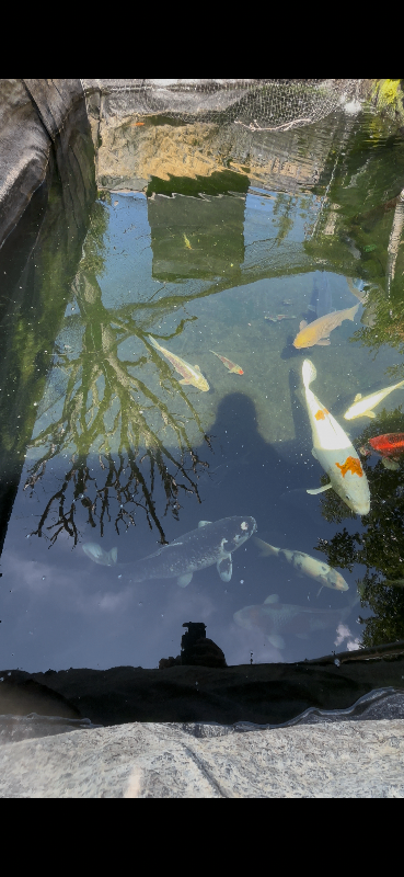 Koi carp, pond closure
