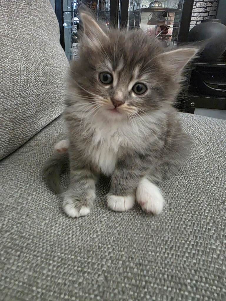 Stunning Fluffy Grey Ragdoll Cross Kitten – £575 – Glasgow