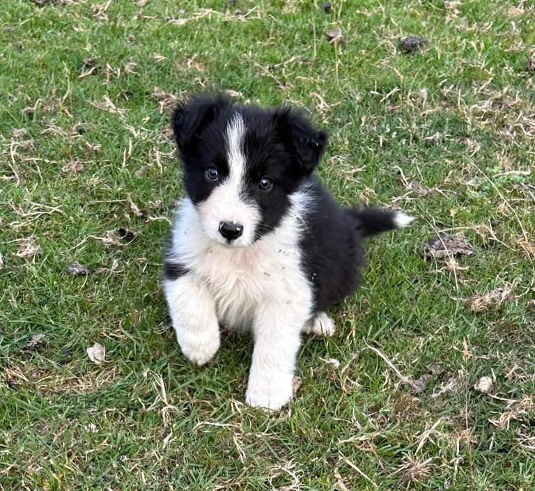Border Collie Puppy