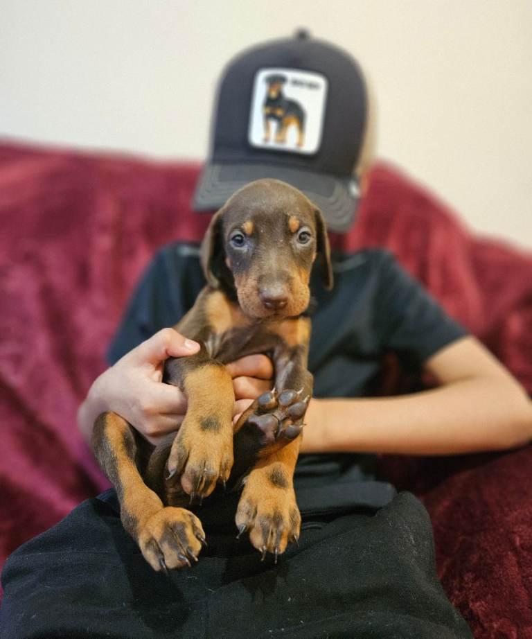 Dobermann pups KC'D 