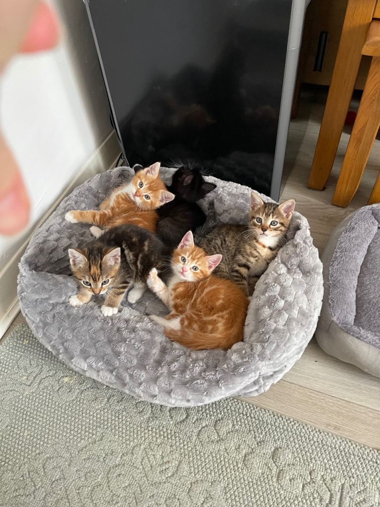 🐱 5 adorable kittens looking for loving homes! 🏡❤️