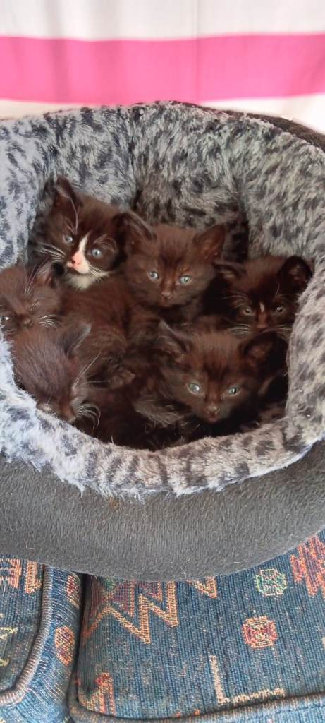6 long/short haired kittens