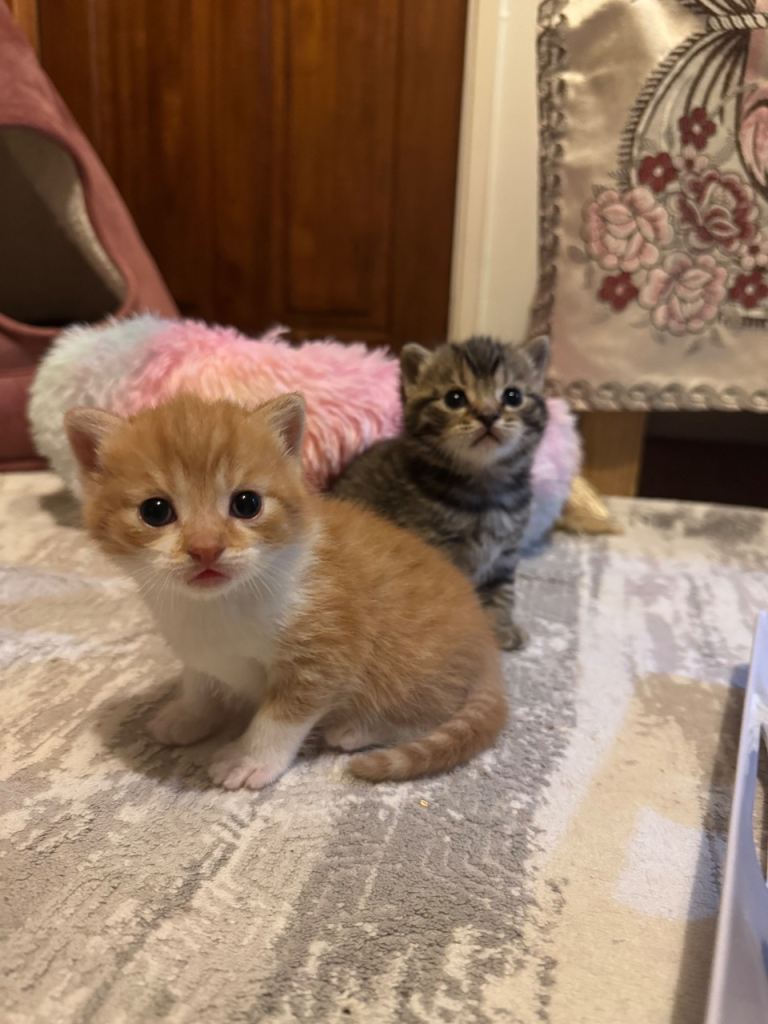 Mixed British for Sale