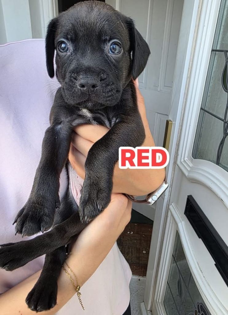 Sprocker Spaniel x Frenchie-Pei puppies