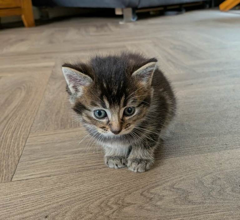 Kitten for sale 