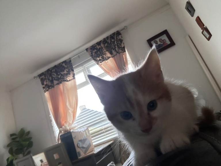 Cute ginger female kitten looking for a new home