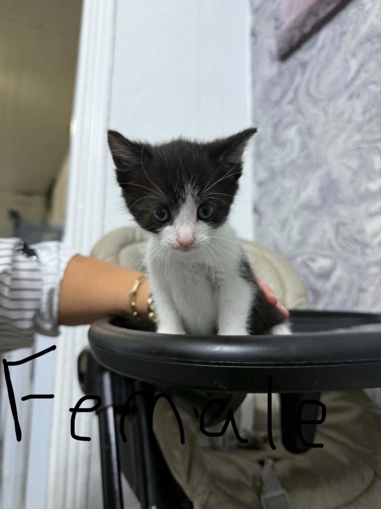 domestic shorthair kittens 
