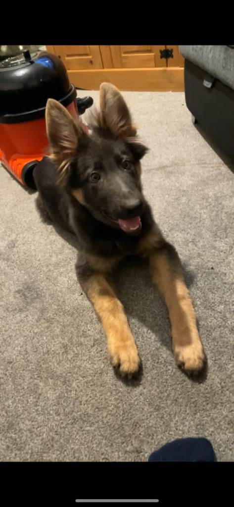 Blue German shepherd female