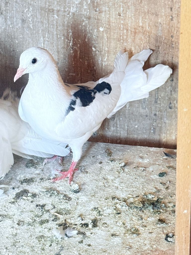 Fancy pigeons 