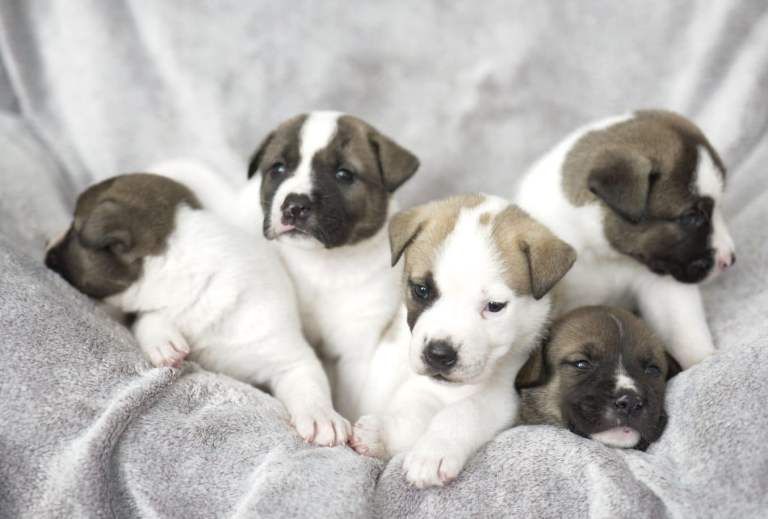 Gorgeous F1 Puppies 