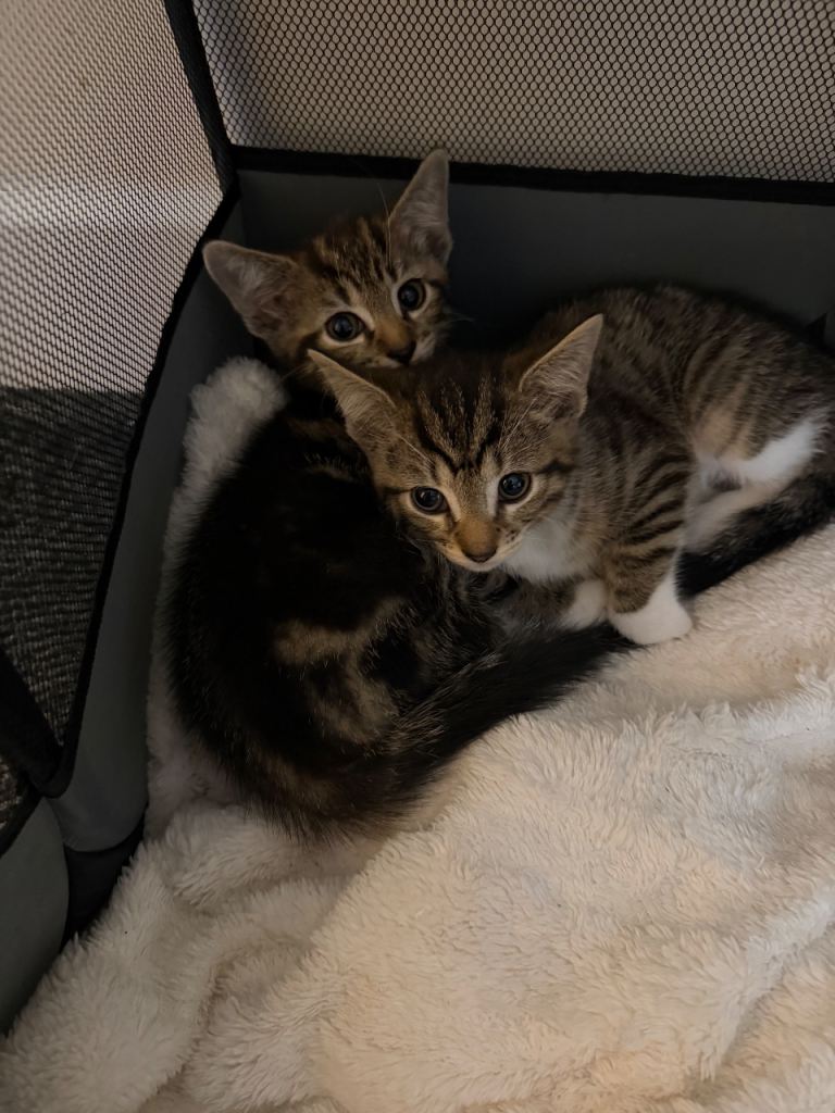 Kittens for Sale 