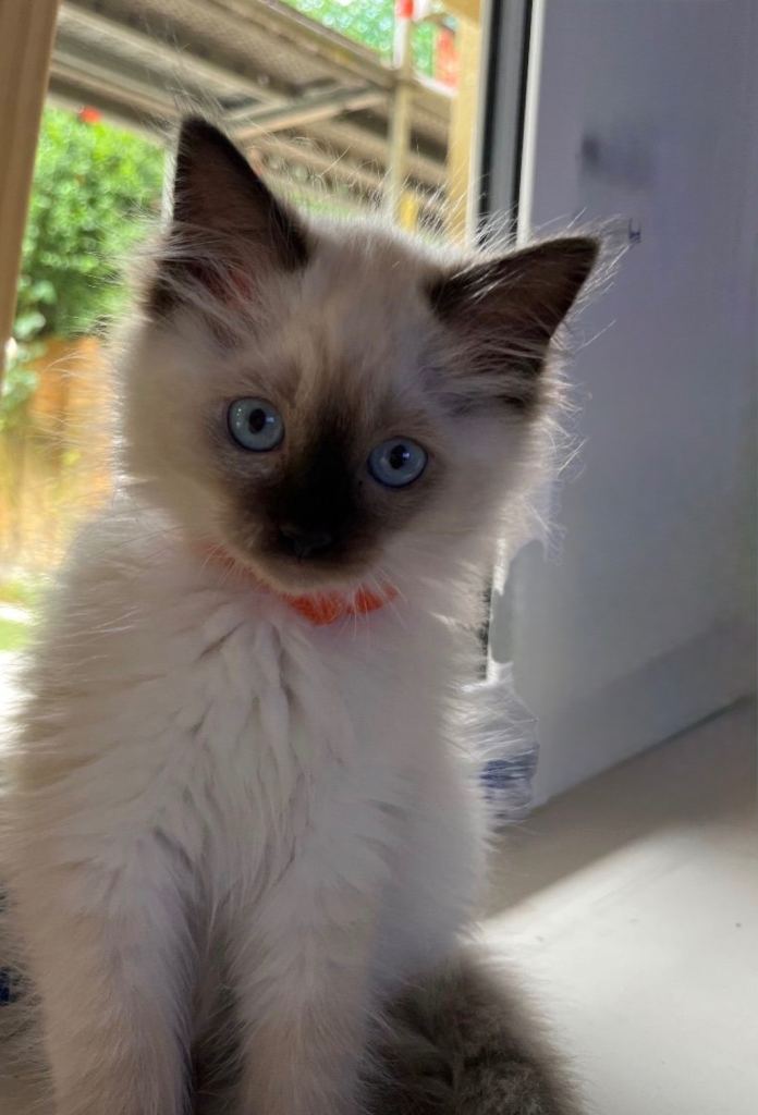Only One Left! Confident Seal Point Ragdoll Girl🤎 First Vaccination Done