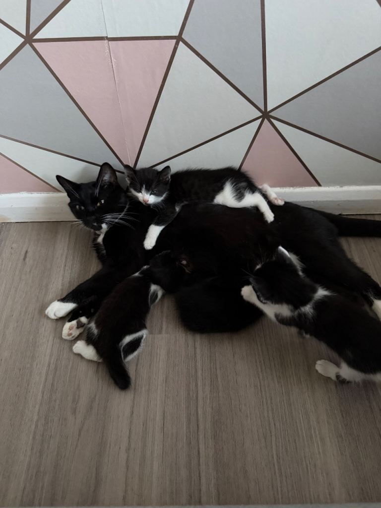 Kittens