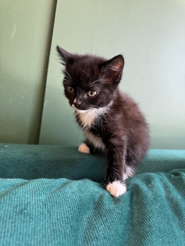 Kitten