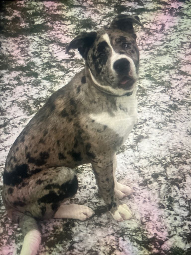Alapaha blue blood bulldog x American akita