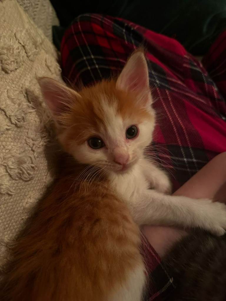 *JUST 2 LEFT* Maine Coon cross kittens