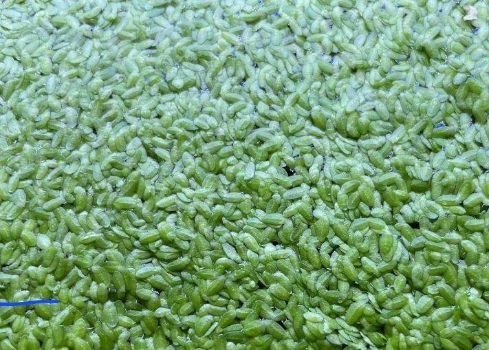 Duckweed. 